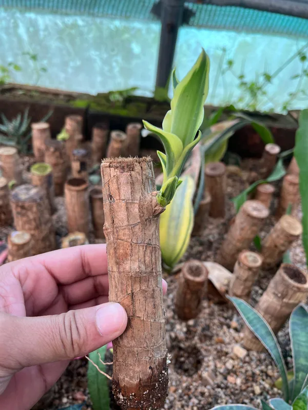 OrchidZone Original Brazilian lucky wood sprouted plants Price in