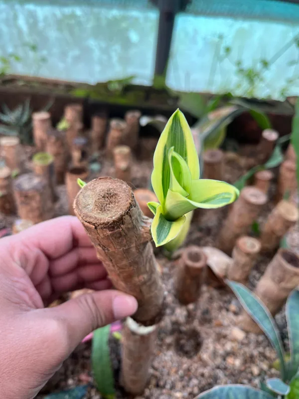 OrchidZone Original Brazilian lucky wood sprouted plants Price in