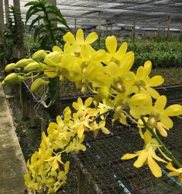 Dendrobium_thongchai_gold_(_pure_gold)_(medium_size)