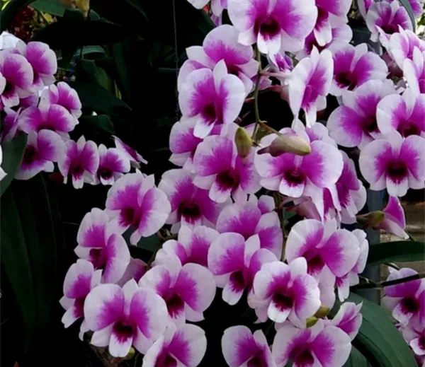 Dendrobium__seree_X_bush_pany_compactum_(medium_size)
