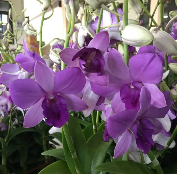 Dendrobium_Blue_planet