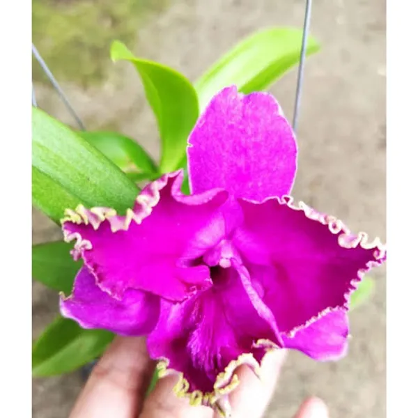 Dendrobium_Sahra_Beauty