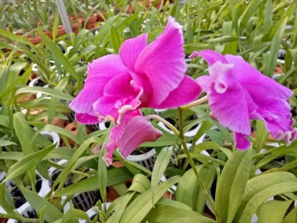 Dendrobium_Sahra_Beauty