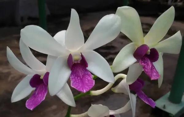 Dendrobium_woo_Leng