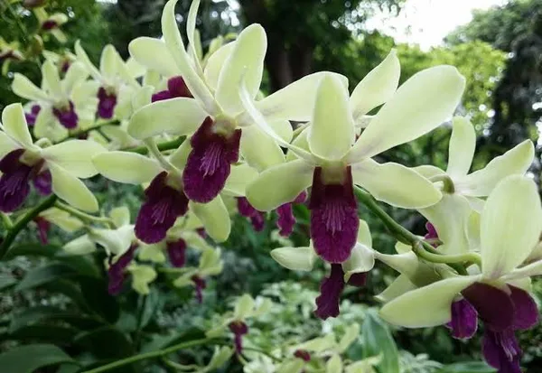 Dendrobium_woo_Leng