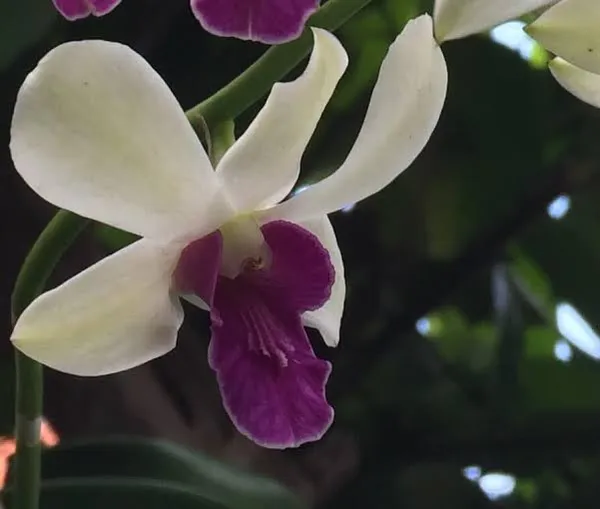 Dendrobium_woo_Leng