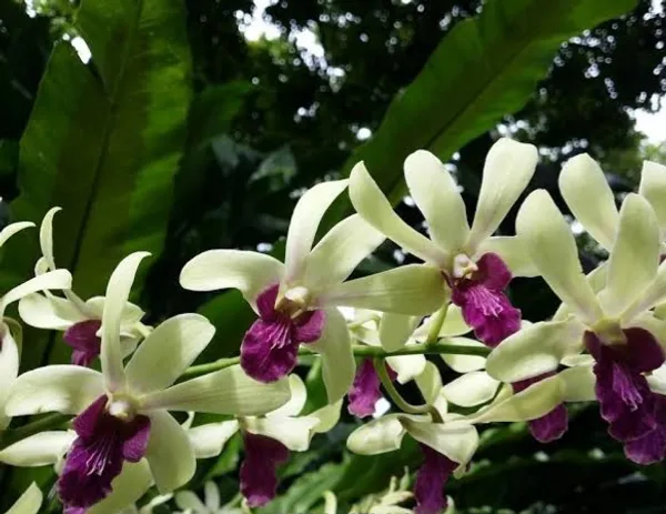Dendrobium_woo_Leng