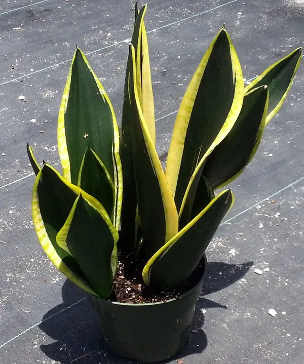 Sansevieria_Black_Gold