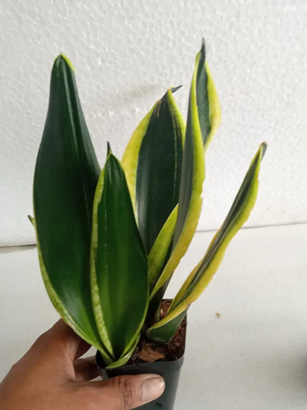 Sansevieria_Black_Gold