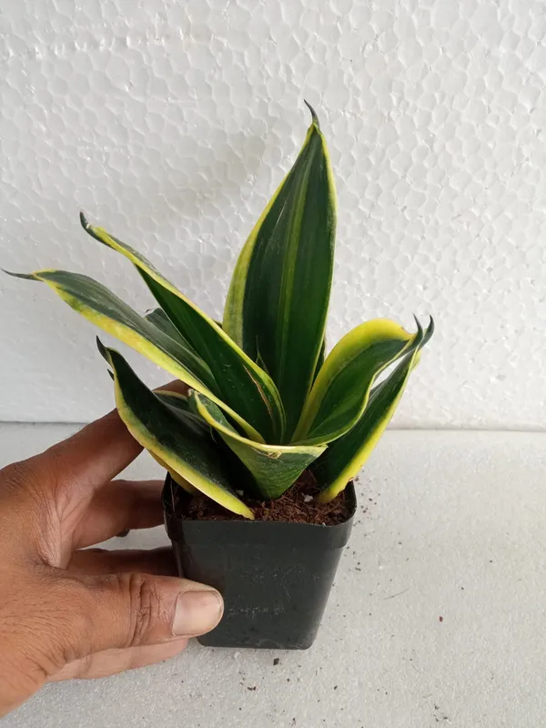 Sansevieria_Black_Gold