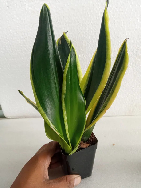 Sansevieria_Black_Gold