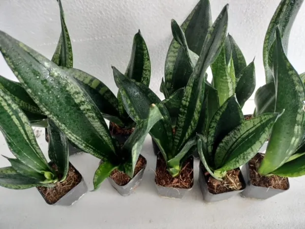 Sansevieria_Trifasciata_Whitney