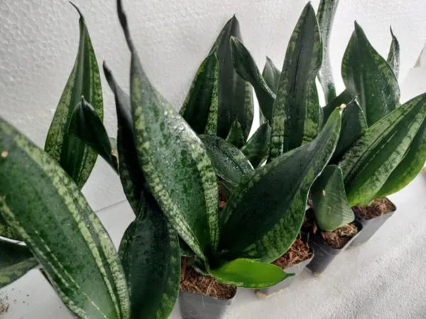 Sansevieria_Trifasciata_Whitney