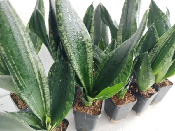 Sansevieria_Trifasciata_Whitney
