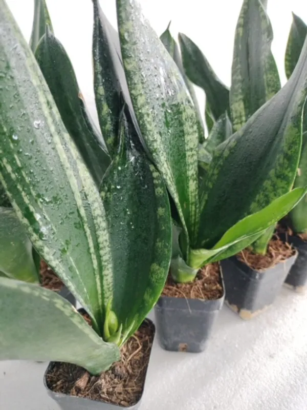 Sansevieria_Trifasciata_Whitney