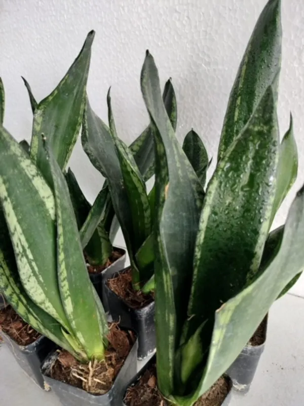 Sansevieria_Trifasciata_Whitney