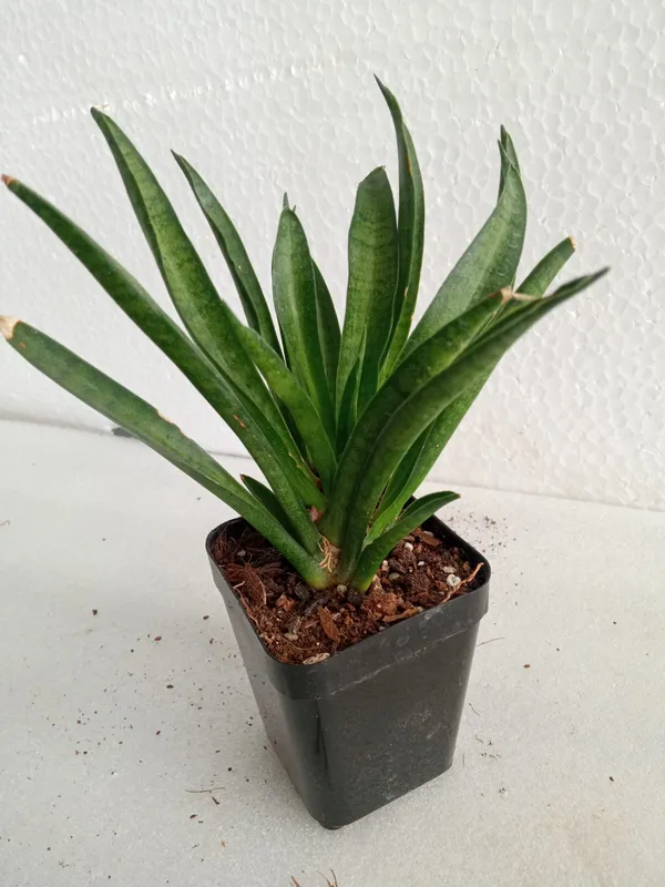 Sansevieria_Lilliput