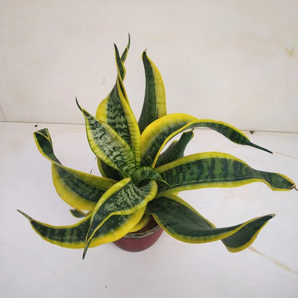 Sansevieria_Twister