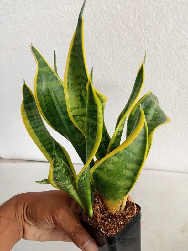 Sansevieria_Twister
