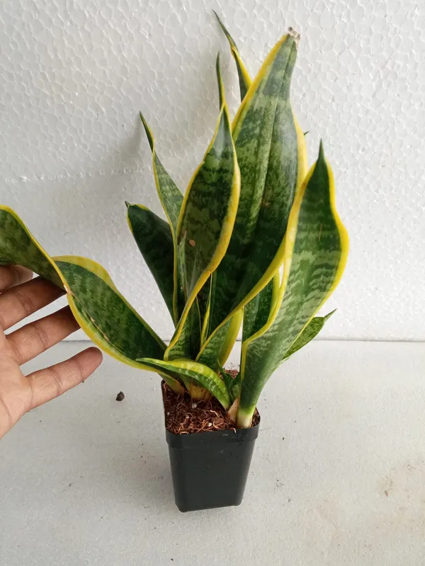 Sansevieria_Twister
