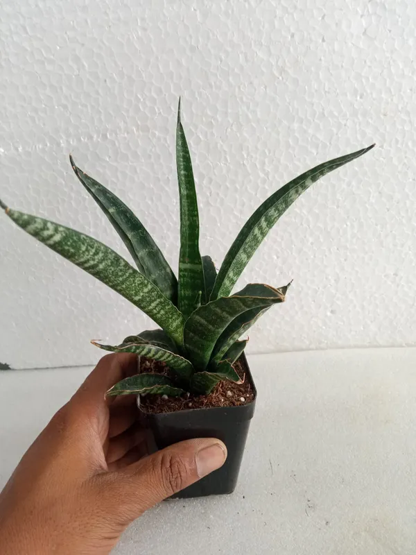 Sansevieria_Hybrid_Delhi_/_Nymph