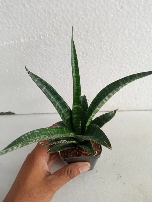 Sansevieria_Hybrid_Delhi_/_Nymph