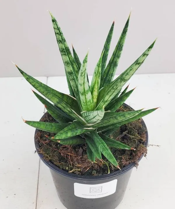 Sansevieria_francisii