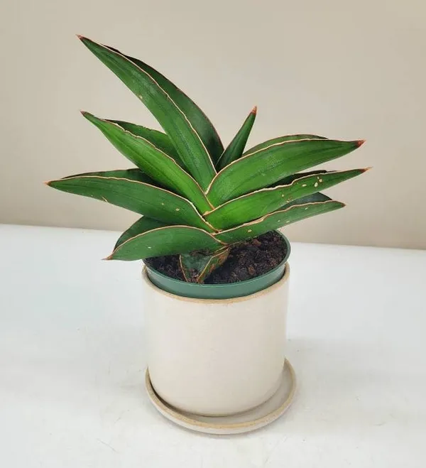 Sansevieria_samurai_dwarf