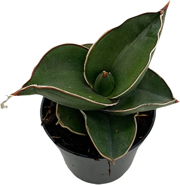 Sansevieria_lavorsan_dwarf
