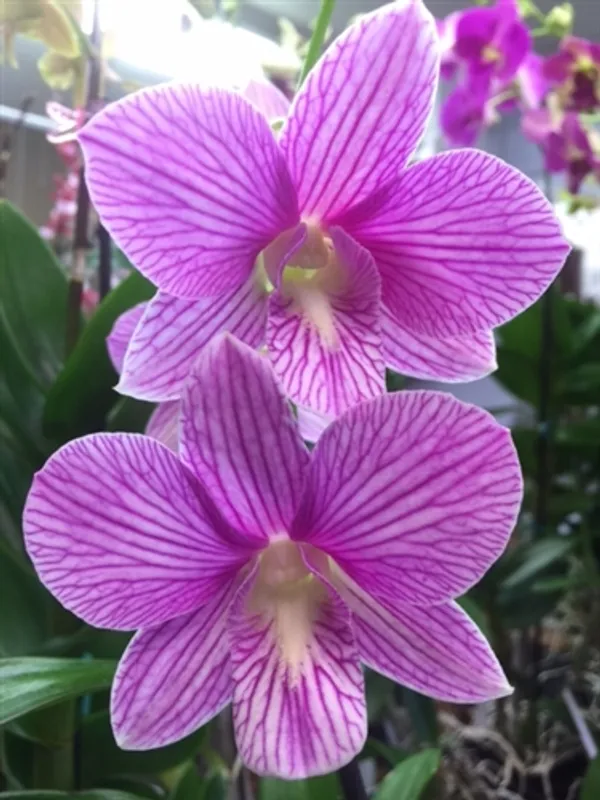 Dendrobium_burana_pink_x_compactum