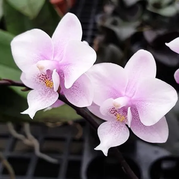 Phalaenopsis_mini_pink_seedlings_(p22)