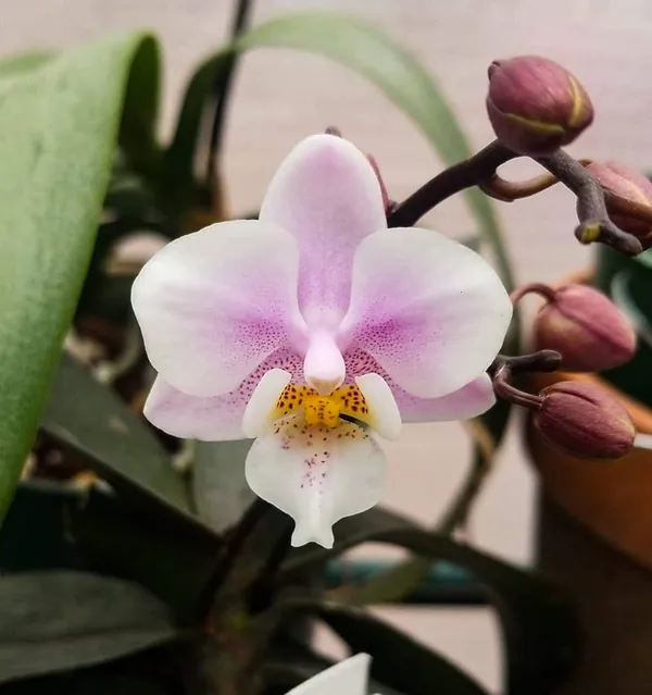Phalaenopsis_mini_pink_seedlings_(p22)