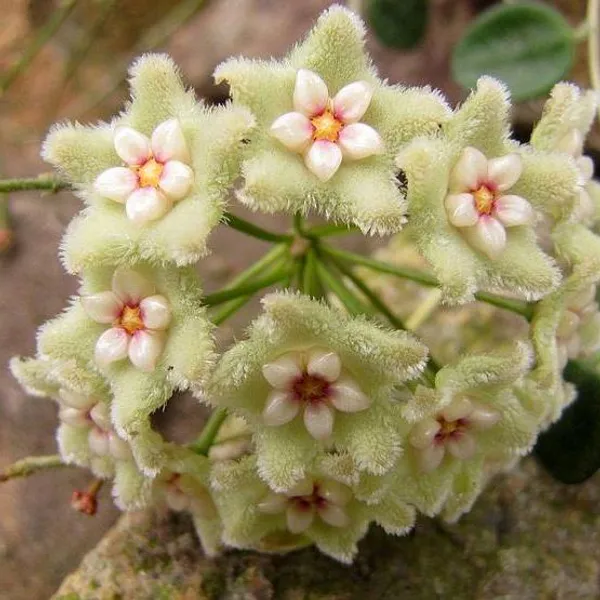 Hoya_Serpens