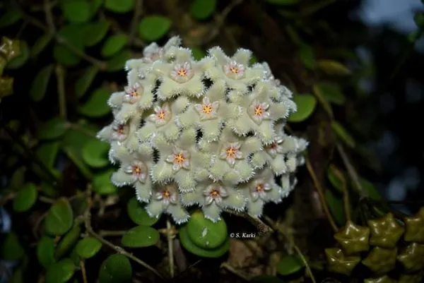 Hoya_Serpens