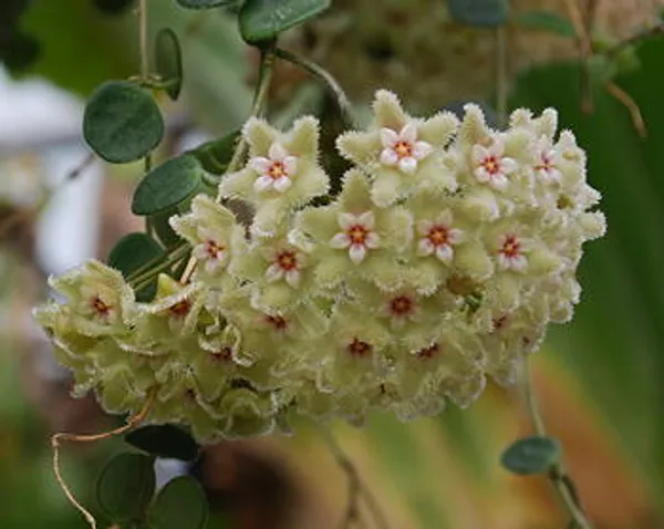 Hoya_Serpens