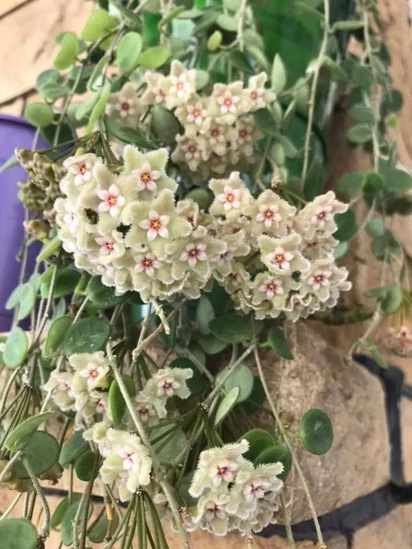 Hoya_Serpens