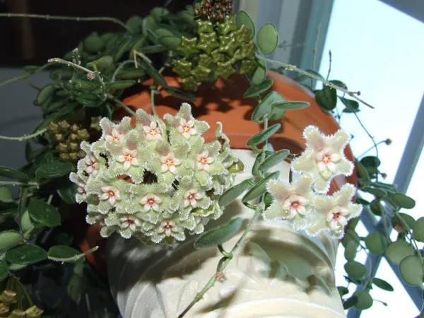 Hoya_Serpens