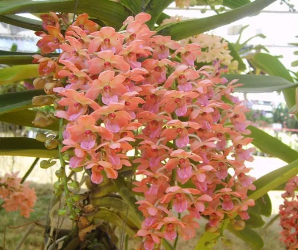 Rhynchostylis_Giantea_Orange_Near_blooming