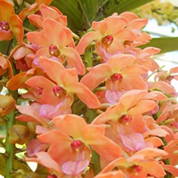 Rhynchostylis_Giantea_Orange_Near_blooming