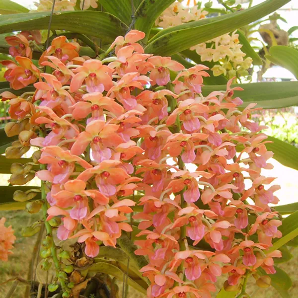Rhynchostylis_Giantea_Orange_Near_blooming