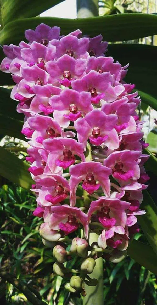Rhynchostylis_Gigantea_Blue_Near_blooming