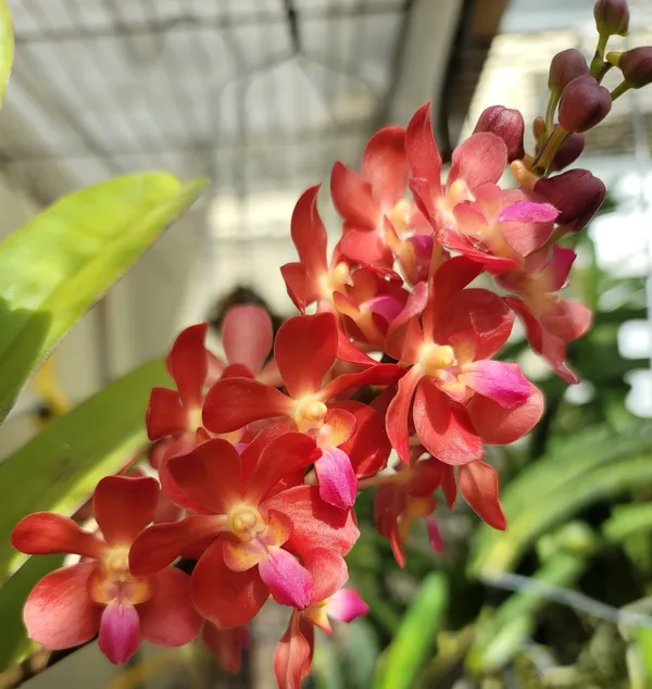Rhynchostylis_Bangkok_Sunset_X_Storiei_Near_blooming