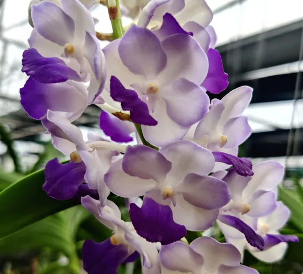 Rhynchostylis_Coelestis_X_Sasicha_#512_Near_blooming