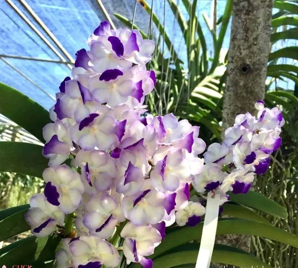 Rhynchostylis_Coelestis_X_Sasicha_#512_Near_blooming