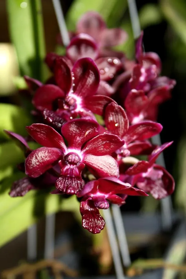 Rhynchostylis_Vandachostylis_Sri-siam_X_Rhynchostylis_Giantea_Red_Near_blooming