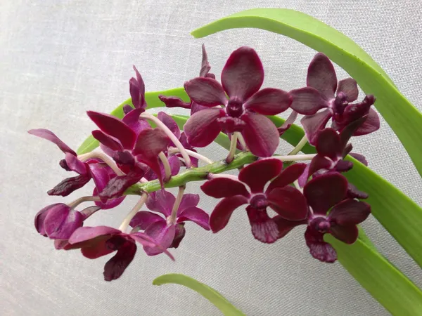 Rhynchostylis_Vandachostylis_Sri-siam_X_Rhynchostylis_Giantea_Red_Near_blooming