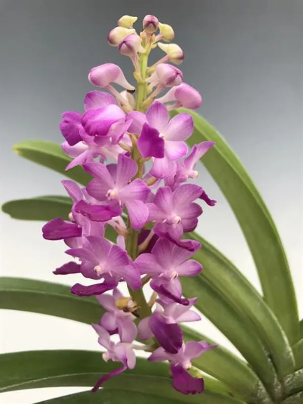 Rhynchostylis_Coelestis_Blue_NO2_Near_blooming