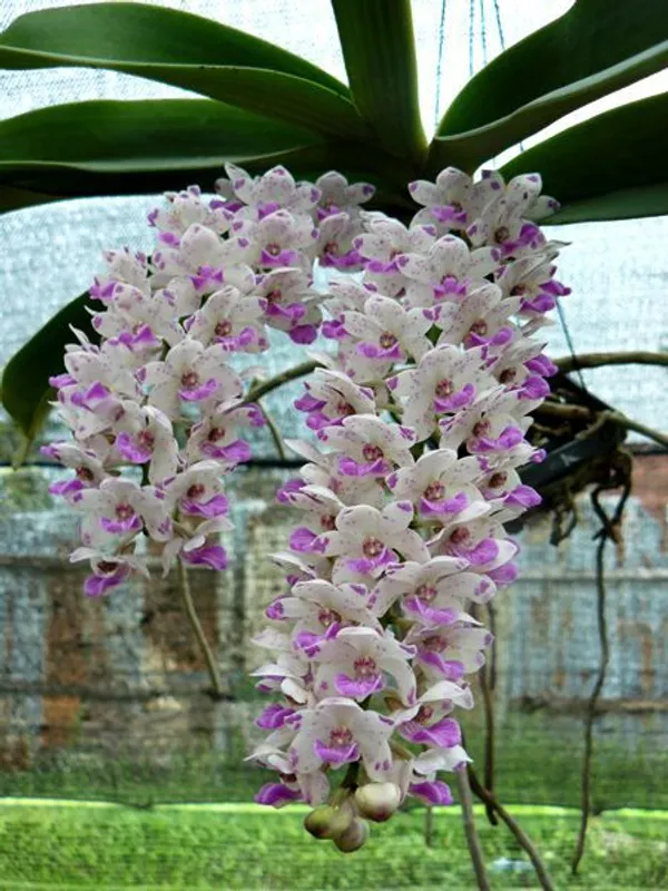 Rhynchostylis_Gigantea_spotted_Near_blooming