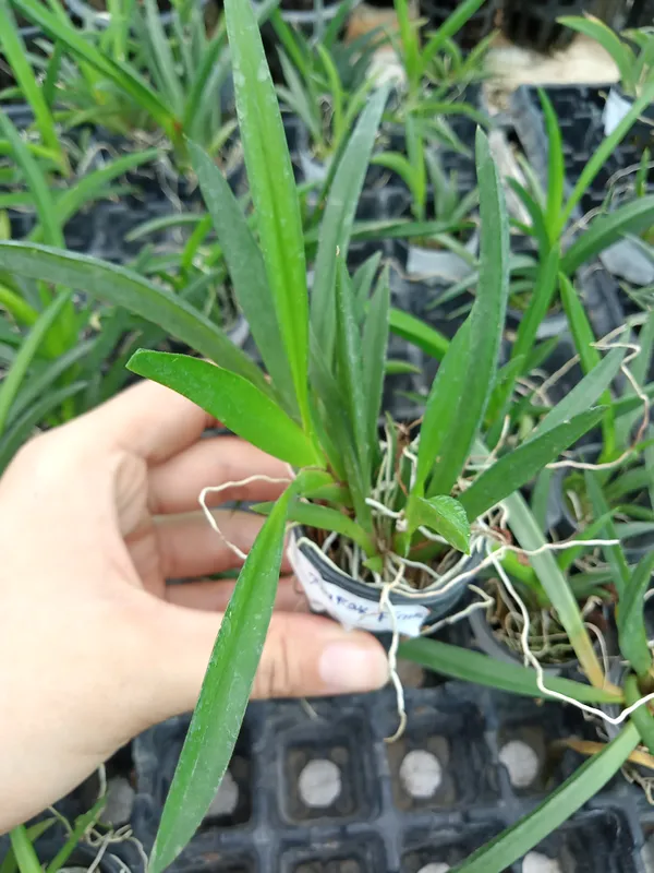 talumina_orchid_2_plant_combo_pack