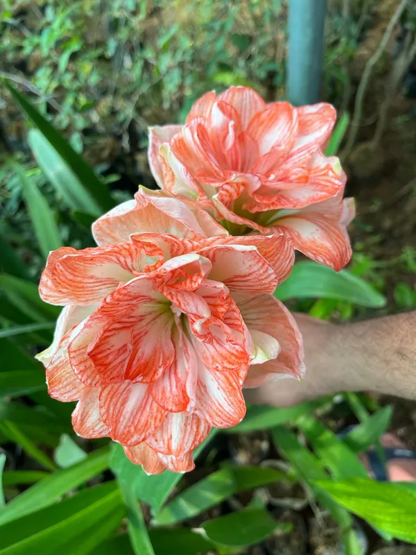 Amaryllis_Douche_varieties_double_light_orange